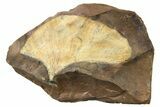 Fossil Ginkgo Leaf From North Dakota - Paleocene #262732-1